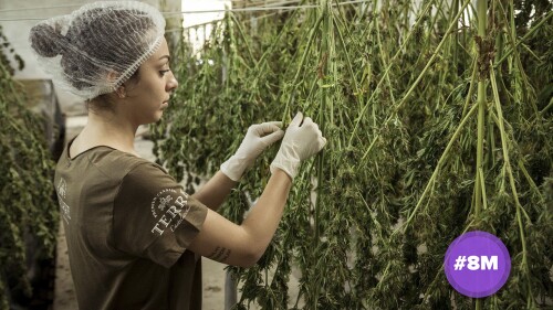 cannabis-4688511_1280