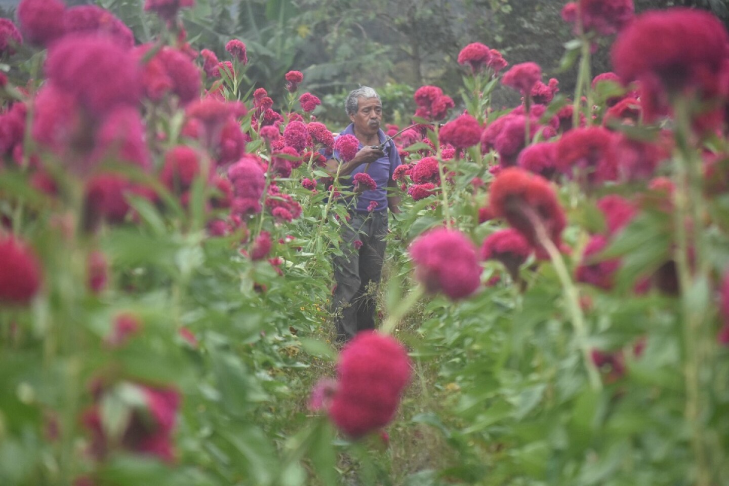 Venta Flor Día de Muertos Tixtla plaguicidas