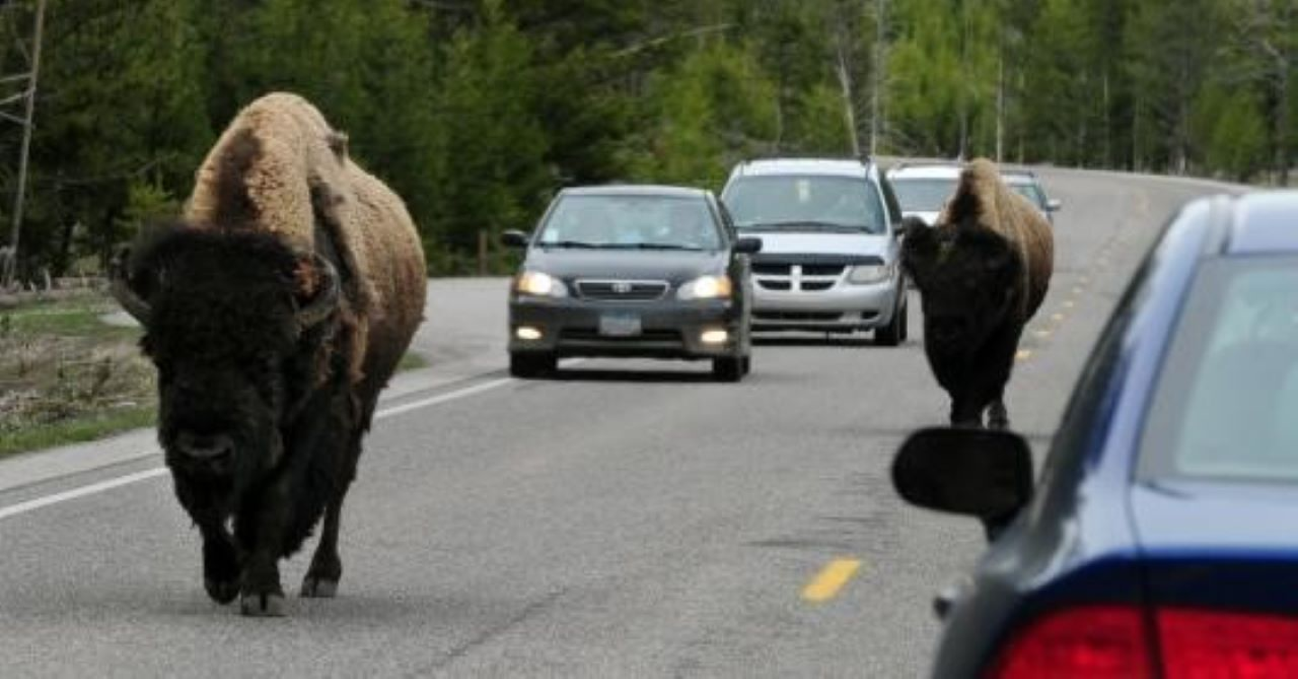 animales-huyendo-de-yellowstone-verdad-o-falso.png