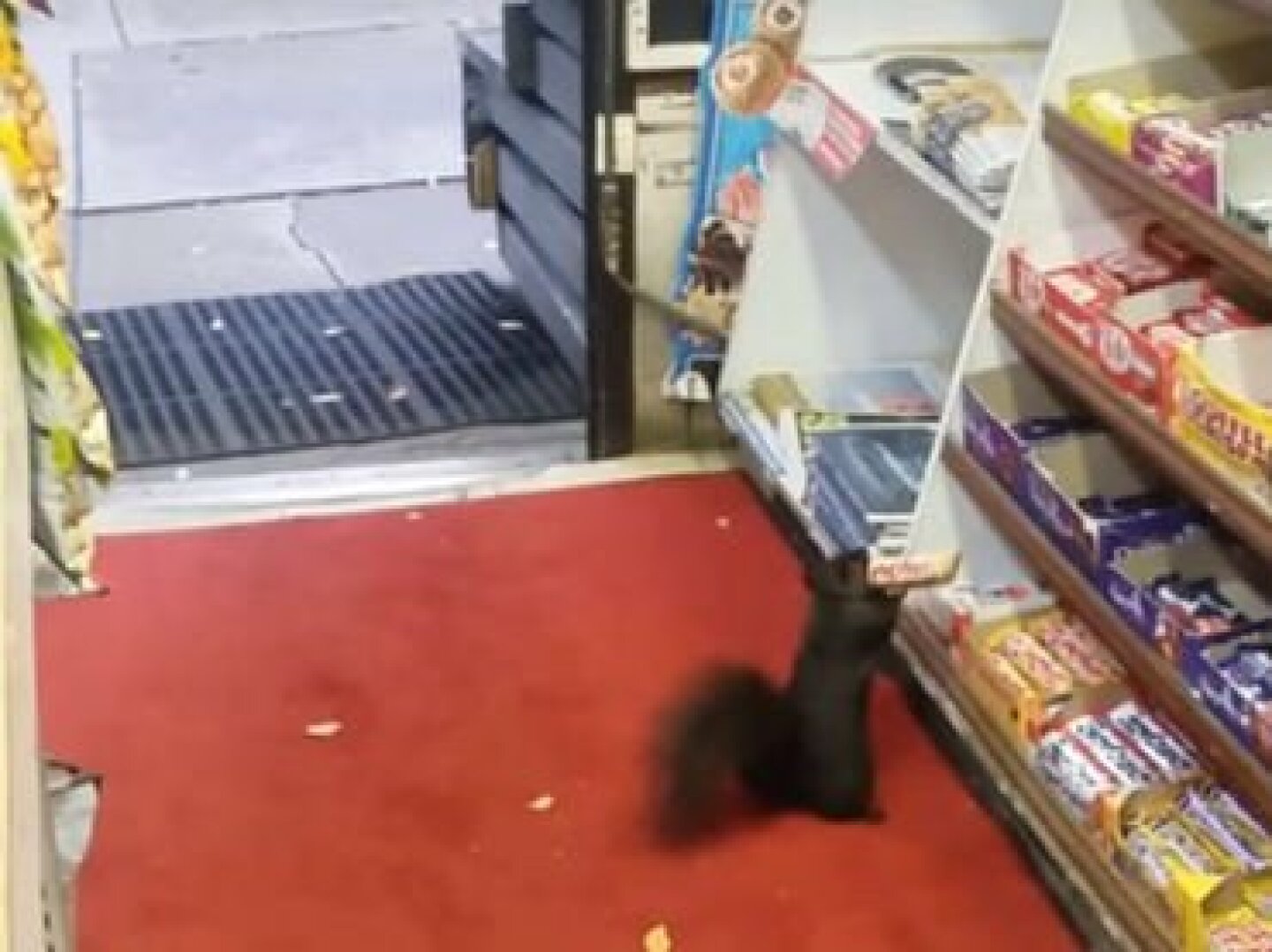 Ardillas roban chocolates