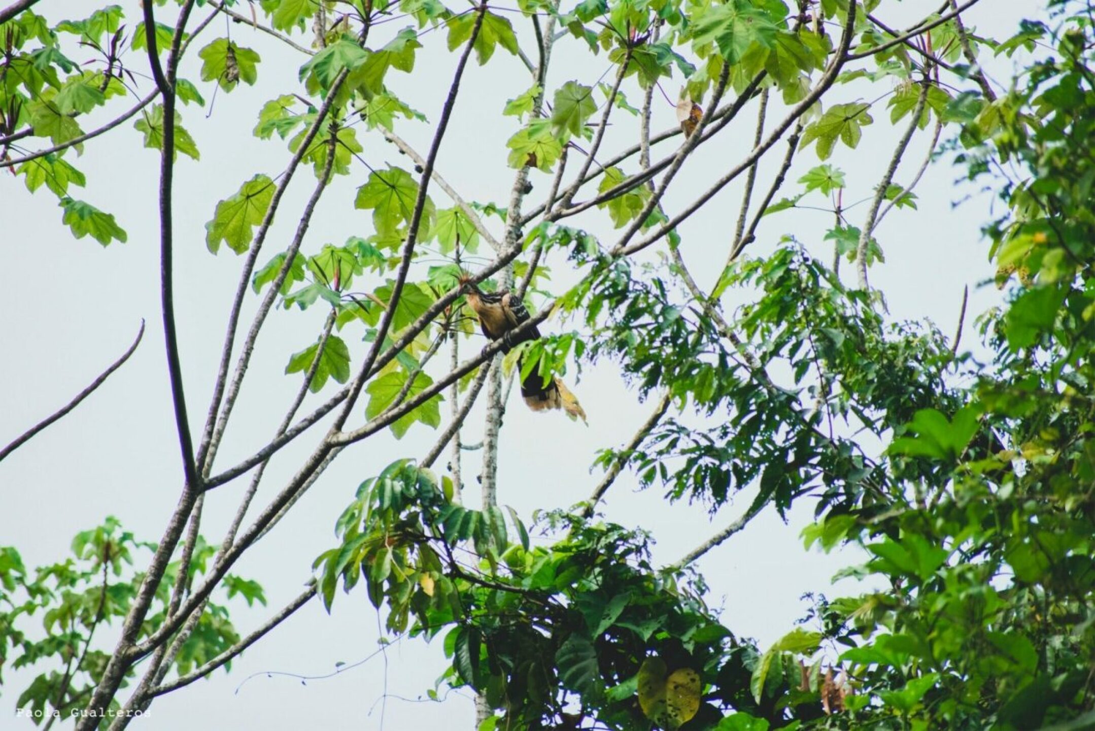 Parque-Nacional-Natural-Amacayacu-pava-hedionsa-1280x854