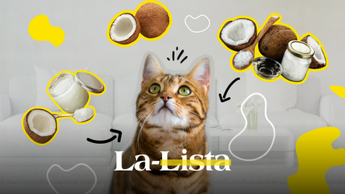 puedo-darle-aceite-de-coco-a-mis-gatos-conoce los-beneficios.png