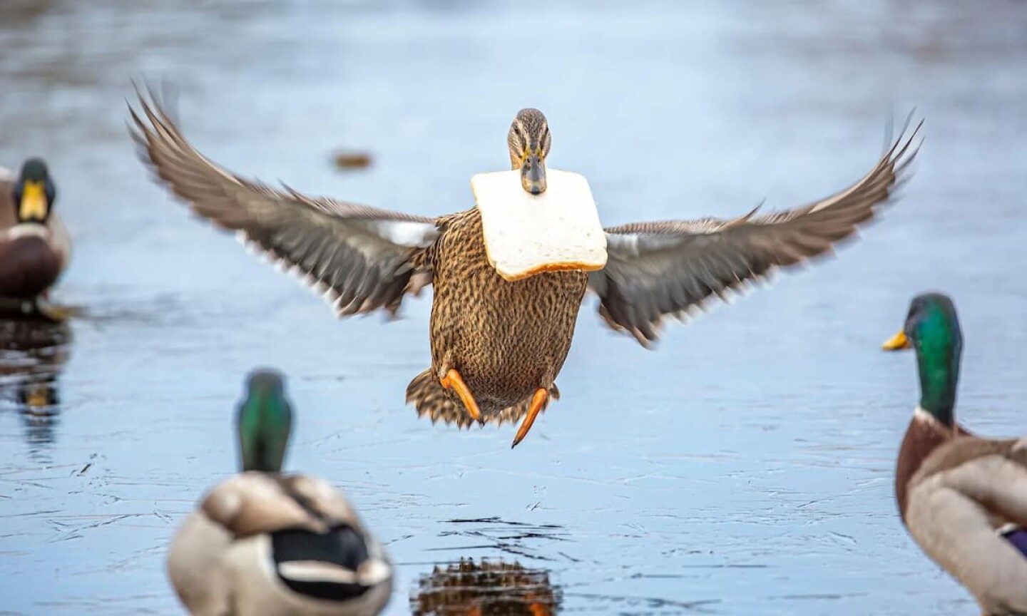 3 La semana en imágenes esponjados polluelos de kiwi, un topo nadador y un pato con suerte