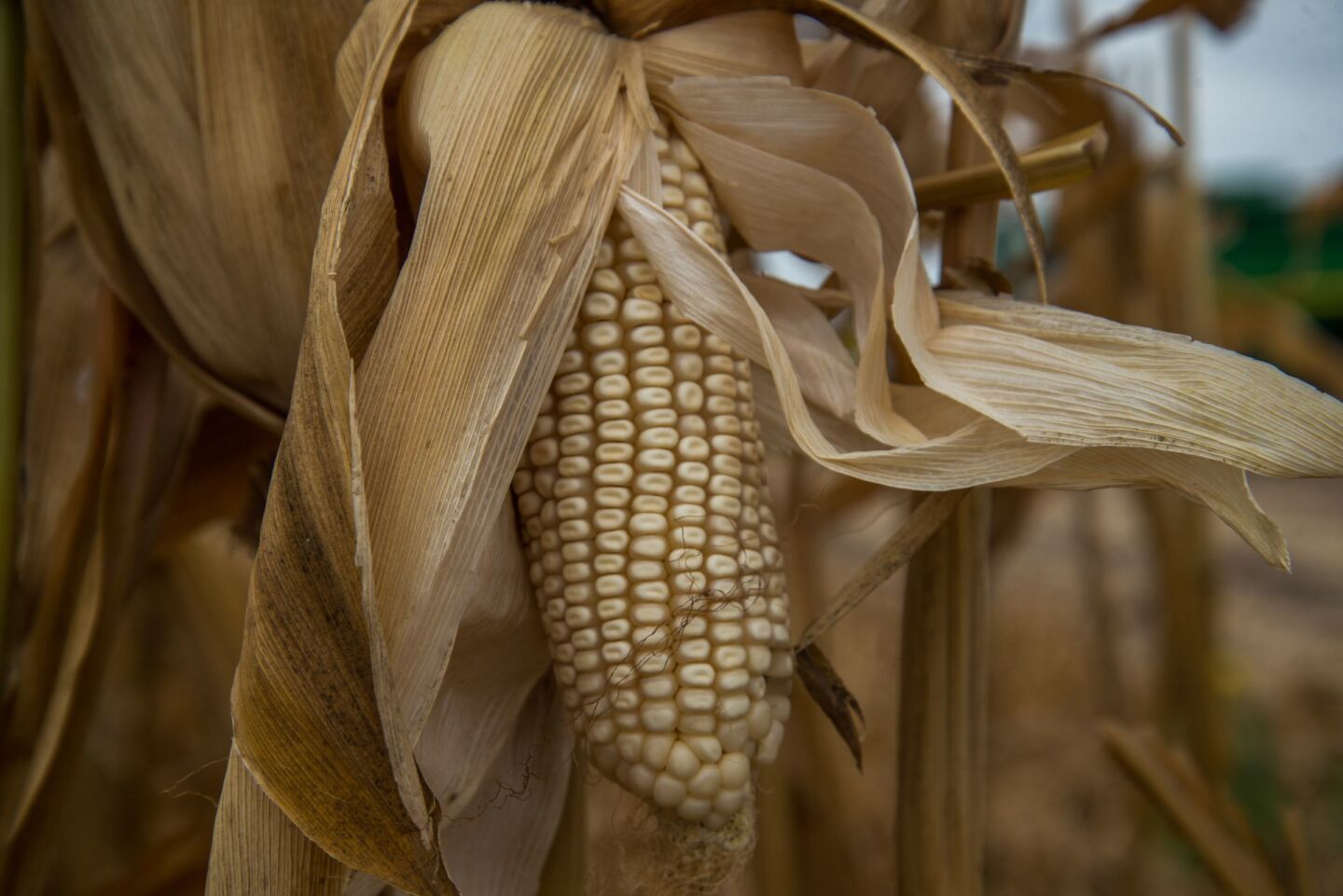 Producción de maíz libre de agroquímicos y de glifosato que se implementa en Culiacán.