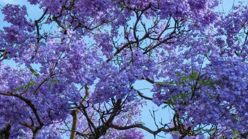 jacarandas cdmx(1).jpg