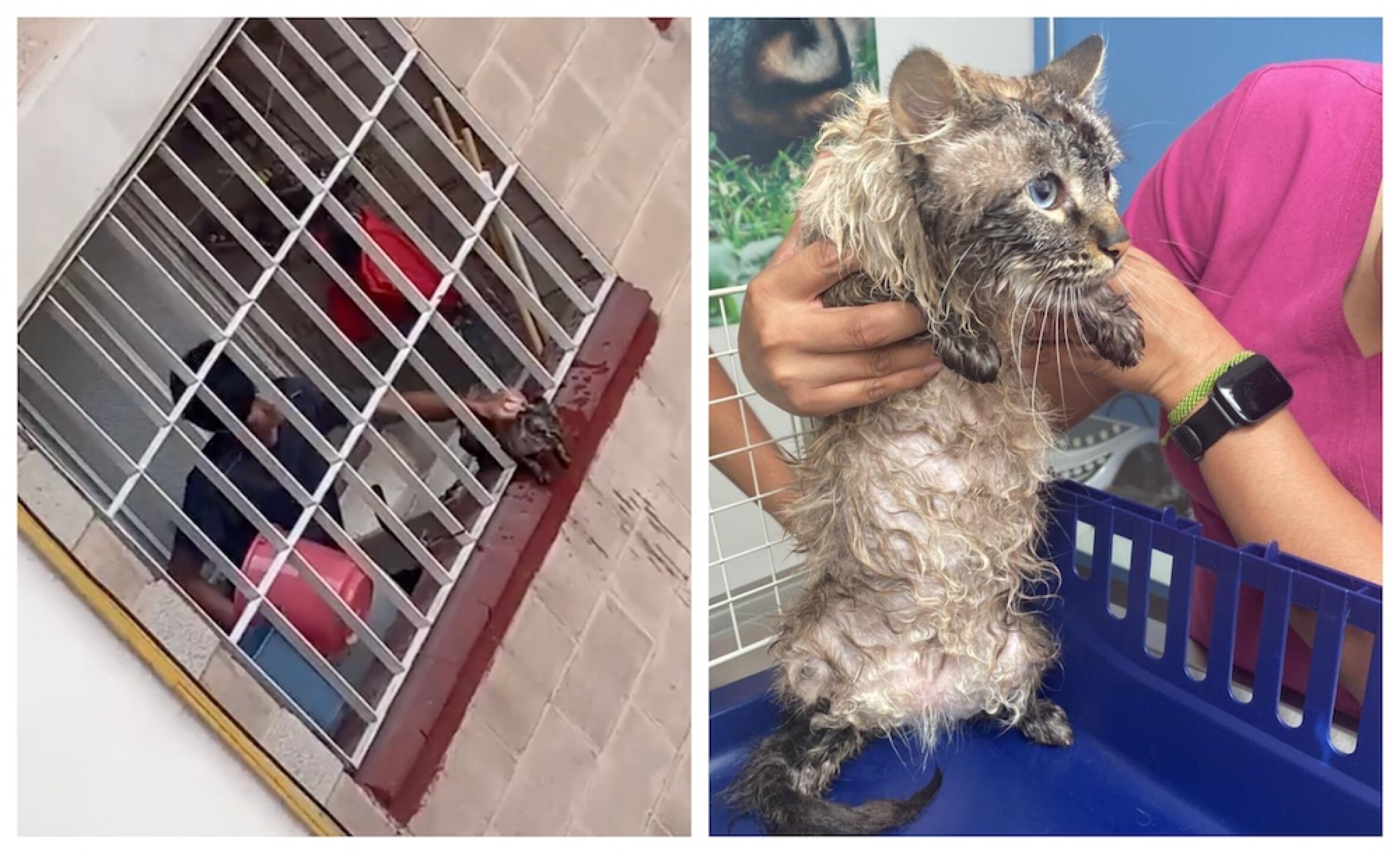 maltrato a gato