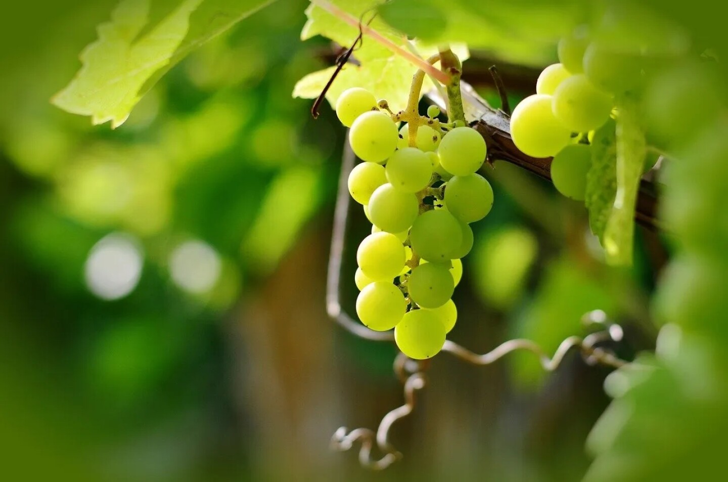 Comer-uvas-el-31-de-diciembre