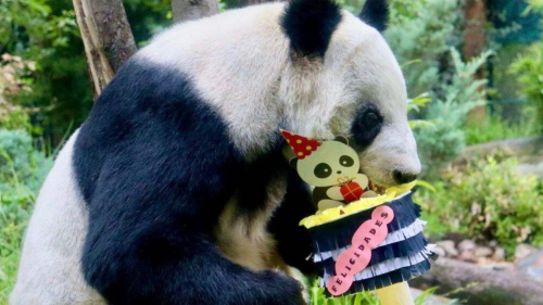 xin xin cumpleaños.png