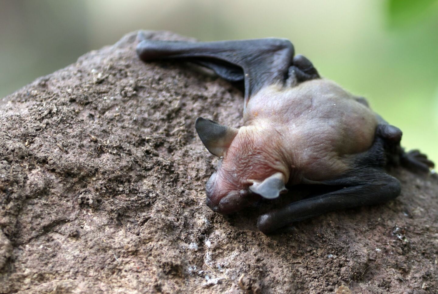 Un murcielago de cara arrugada (Centurio senex) busca regresar al lugar donde vive en un cactus candelabro en la Reserva de la Biosfera Sierra de Huautla.