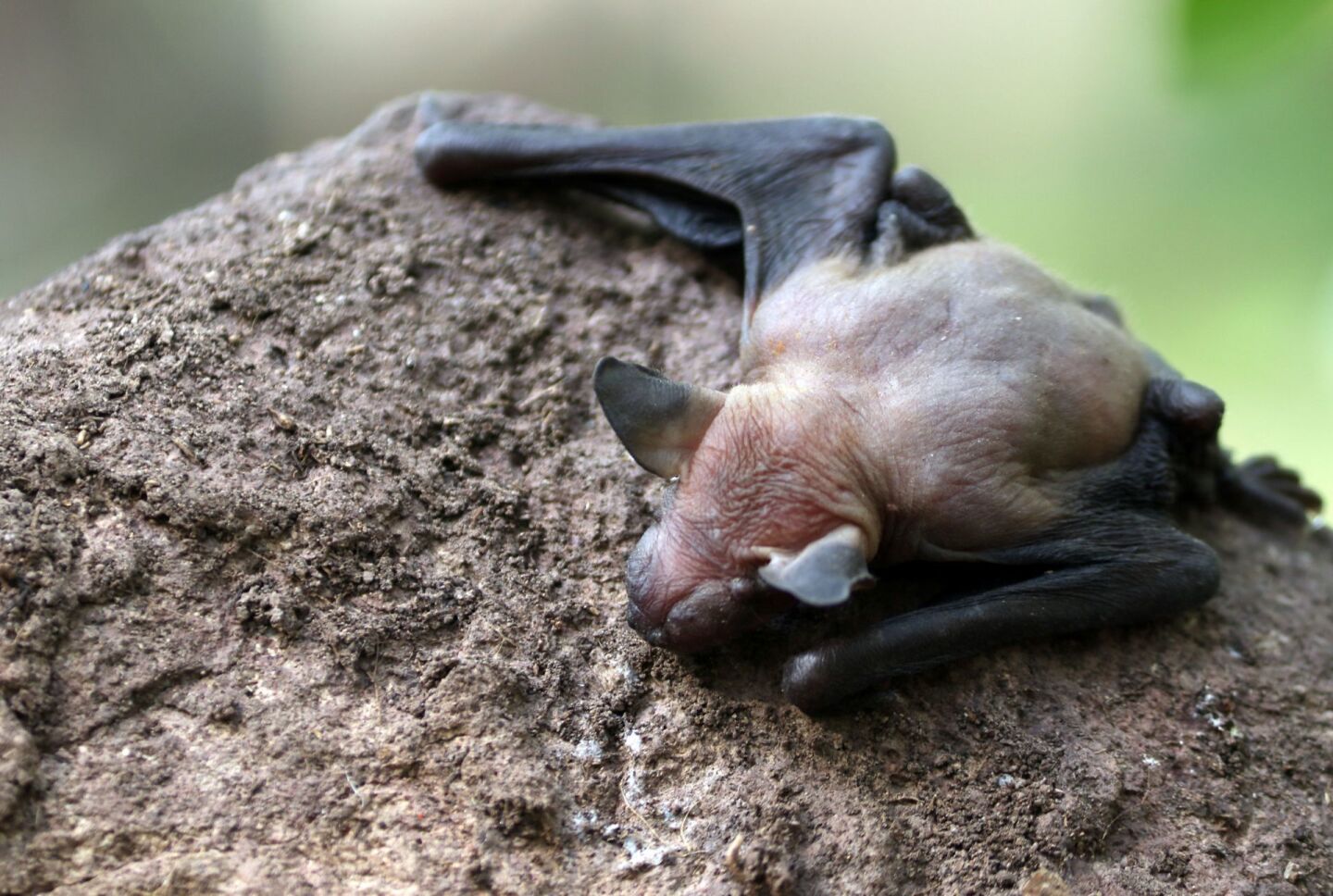 Un murcielago de cara arrugada (Centurio senex) busca regresar al lugar donde vive en un cactus candelabro  en la Reserva de la Biosfera Sierra de Huautla.