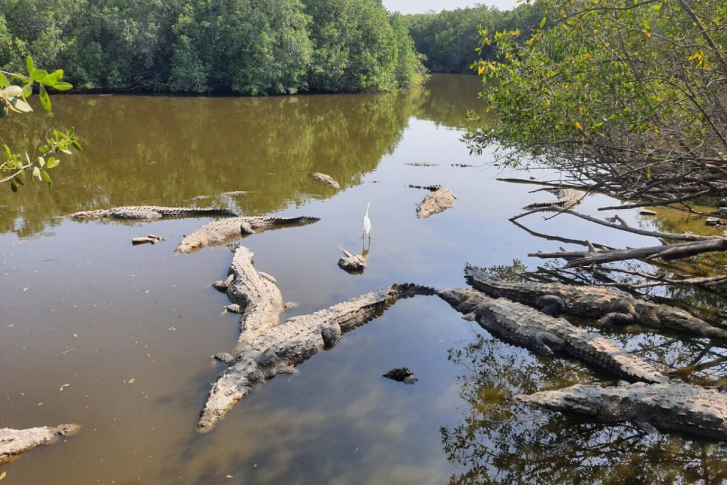 Estero La Manzanilla Foto José Eliazar Martinez Rodriguez