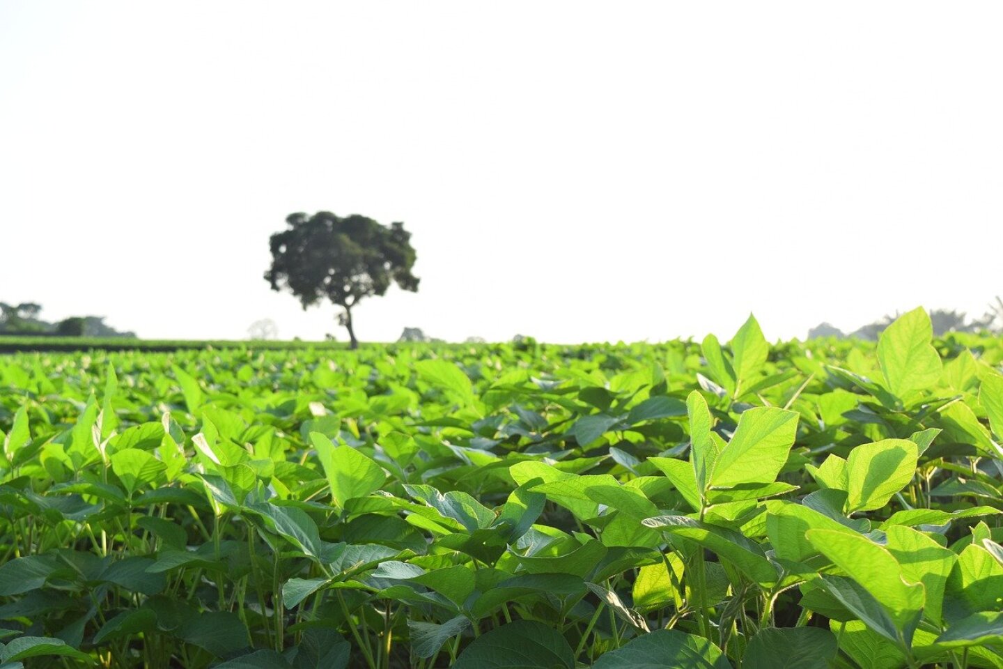 campos de soya