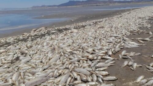 Sequía muerte peces Chihuahua