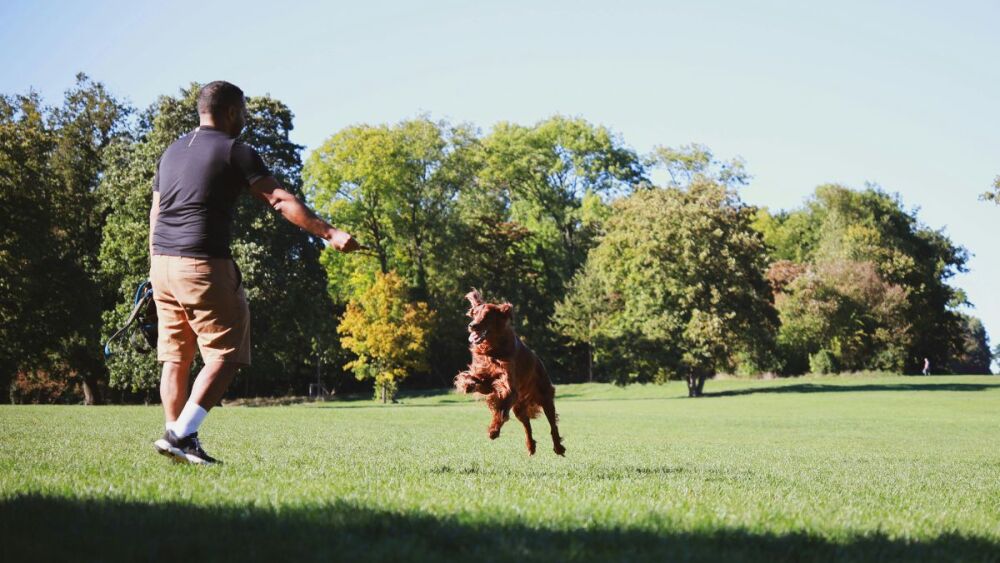 Adicciones en perros ansiedad estres