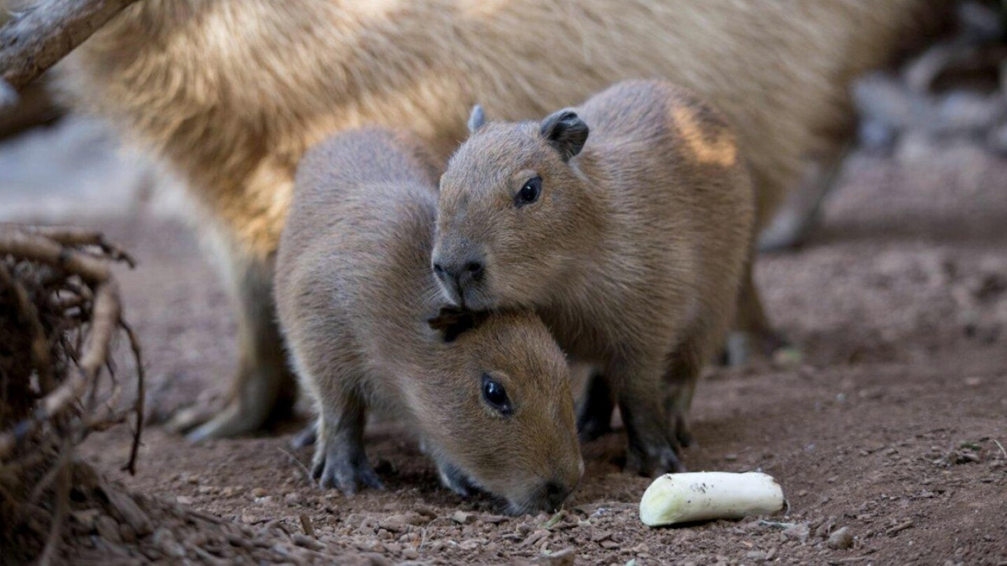 capibara-de-peluche-donde-ver-cdmx