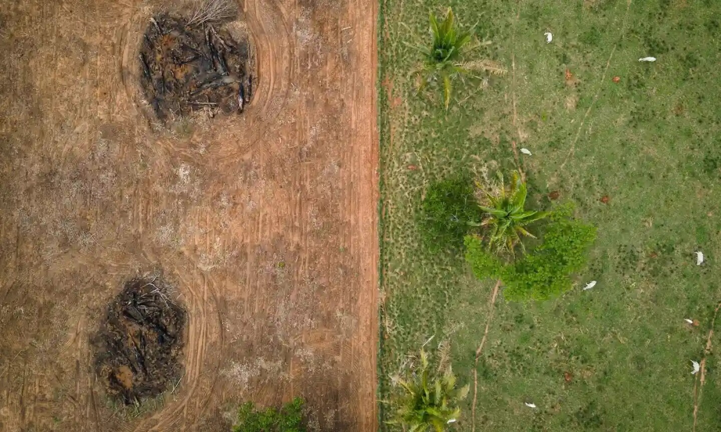 furor_mundial_por_el_colágeno_vinculado_a_la_deforestación_brasileña