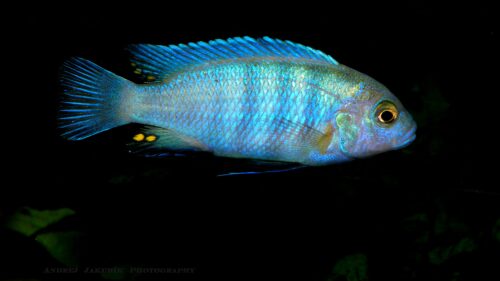 Los peces son buenos para las matemáticas