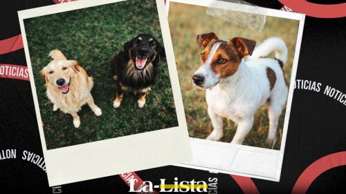 Perritos