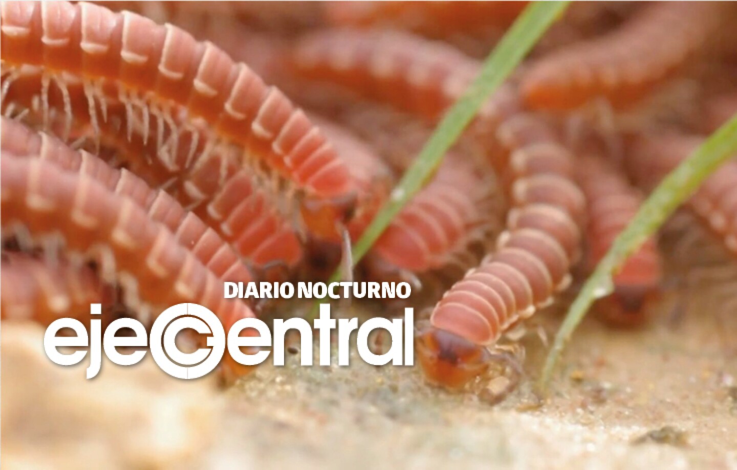 Promo_581_Nombran a nueva especie de milpiés en honor de Taylor Swift