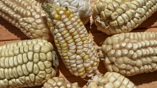 El próximo 29 de septiembre se celebra el Día Nacional del Maíz, indispensable en la alimentación mexicana. Aspectos de Maiz.