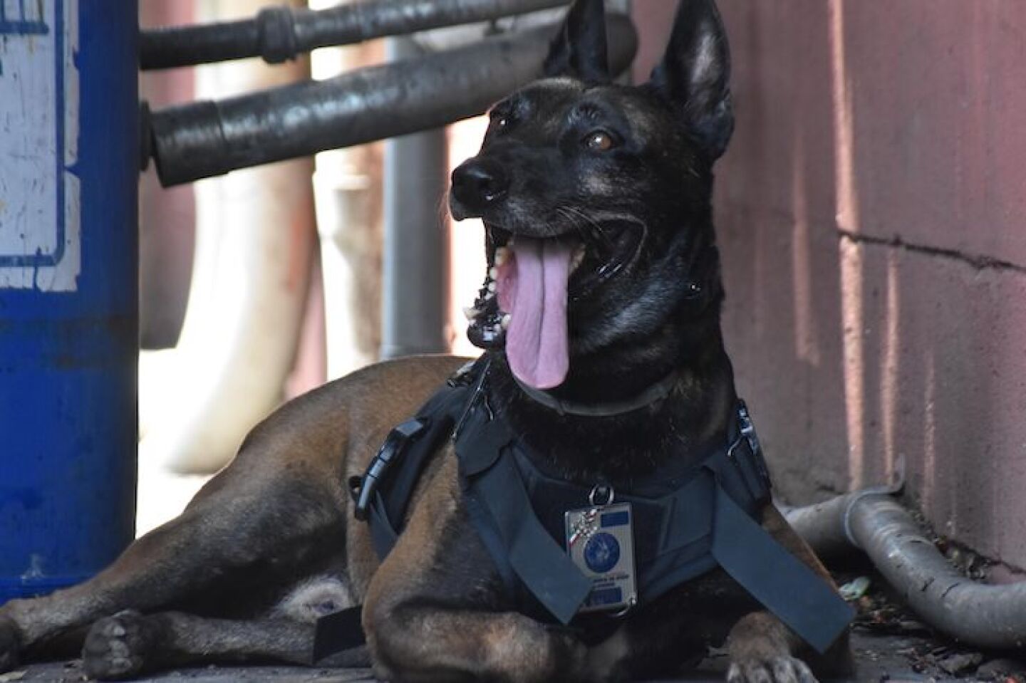perros rastreadores, necesarios para la seguridad