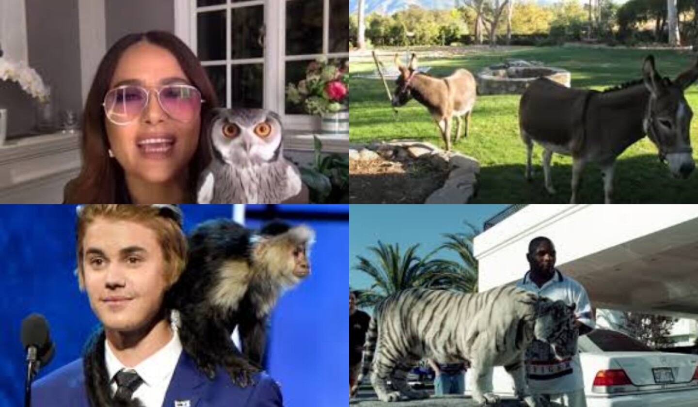 famasos y sus mascotas.jpg