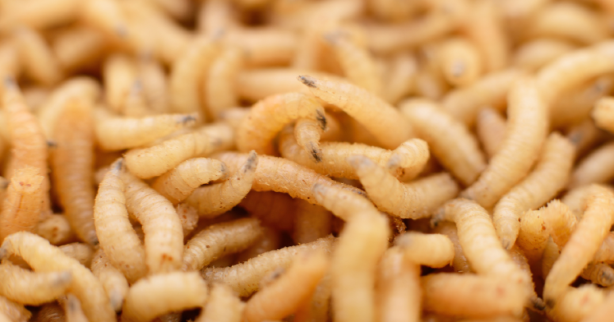 Fallece paciente con miasis por gusano barrenador: La Secretaría de Salud revela la causa y los síntomas clave