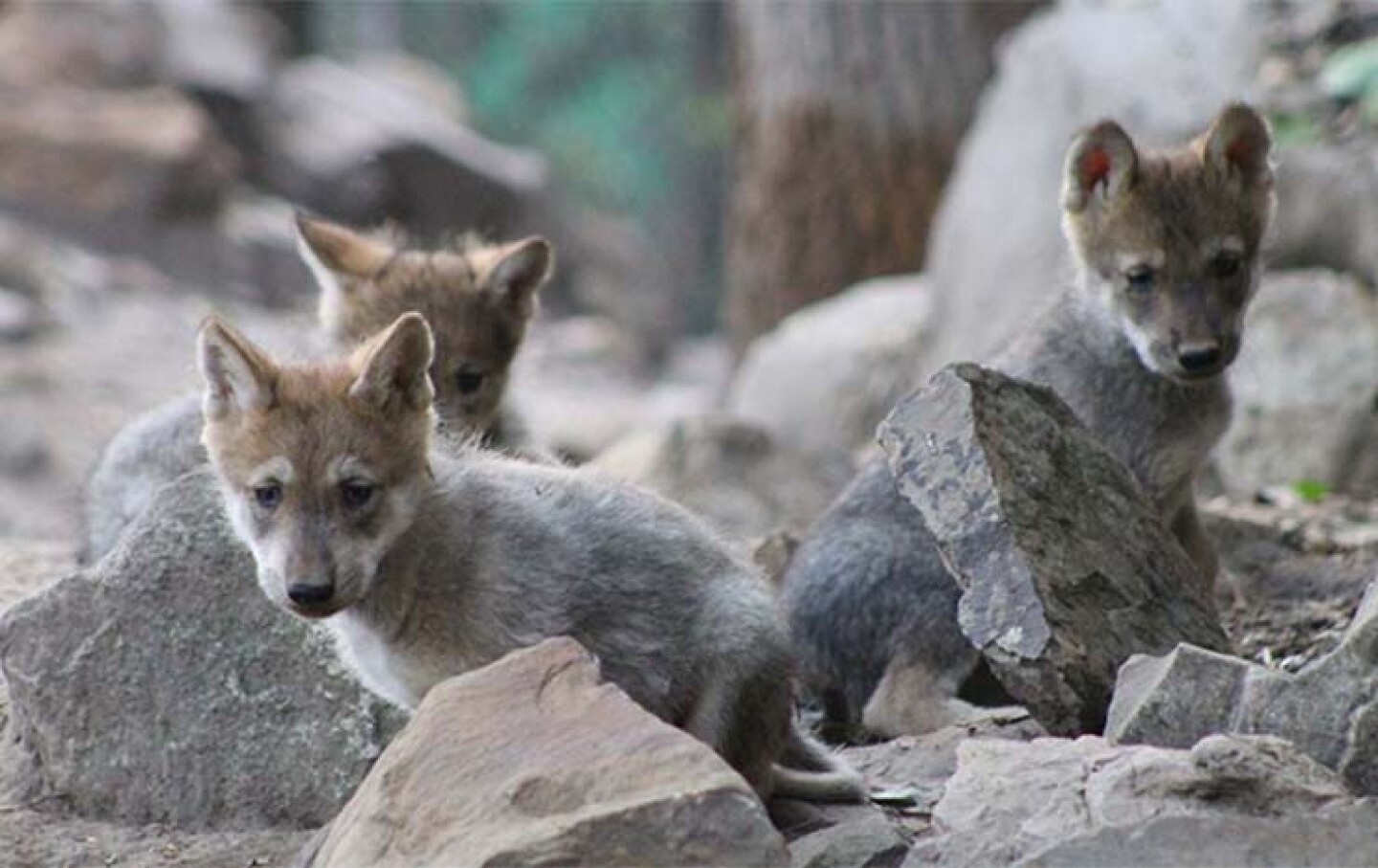 Sedema abre convocatoria para nombrar a lobitos mexicanos