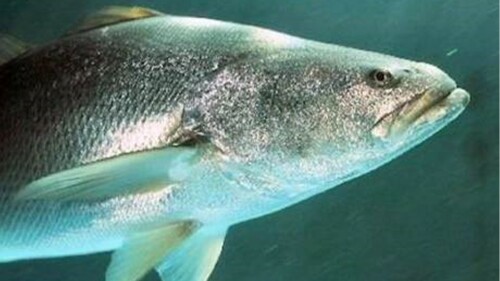 cites-plan-mexico-pez-totoaba-trafico-ilegal_