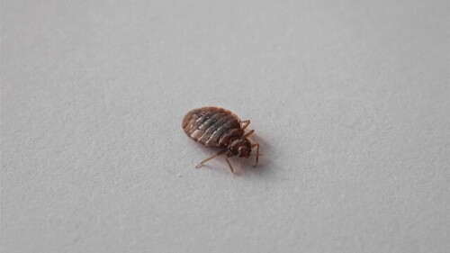 chinches-unam-bed-bug-cimex-lectularius