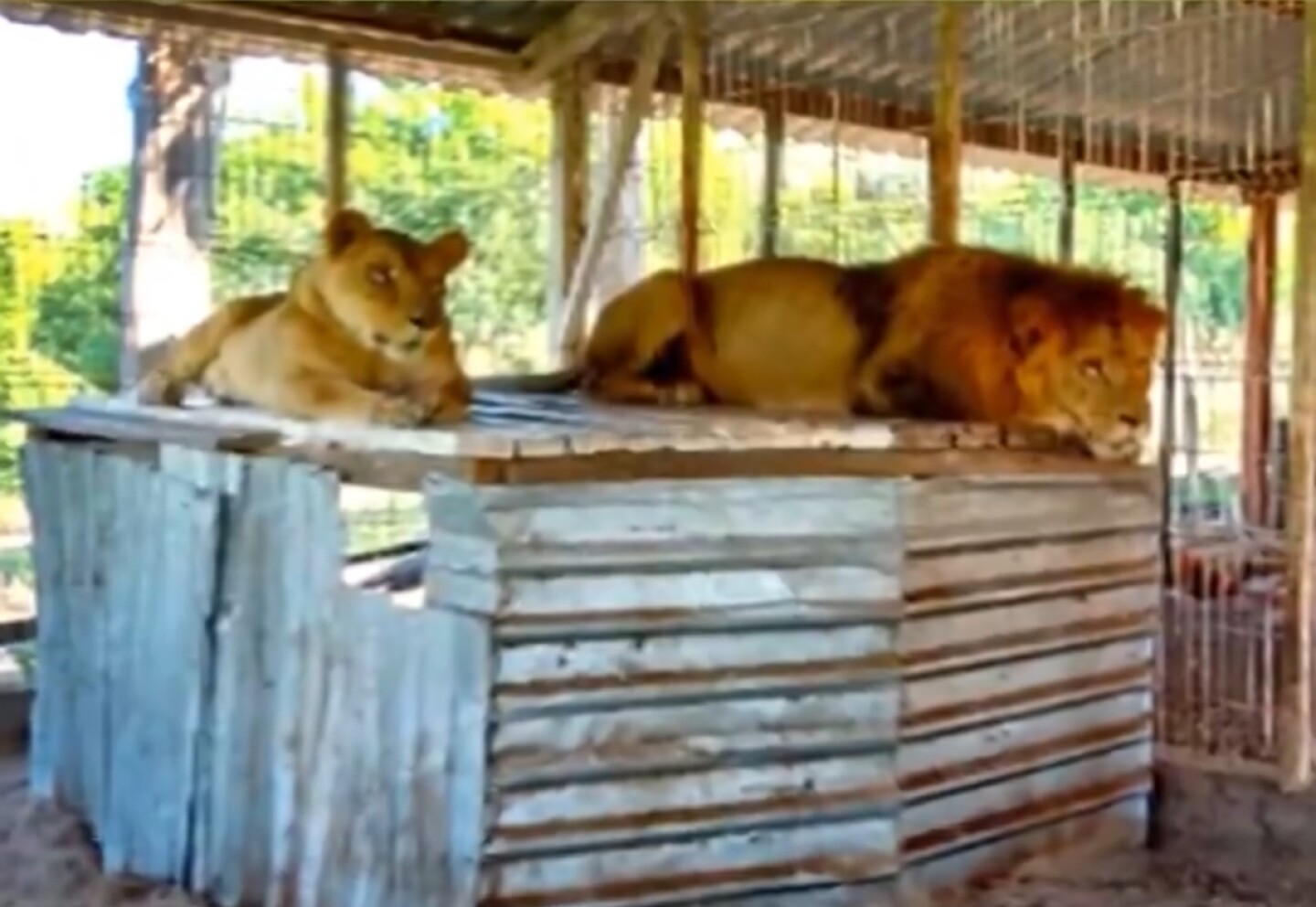 Leones La Huerta Jalisco