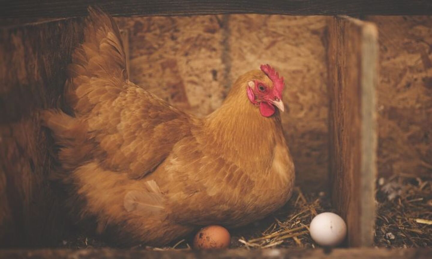 Gallina y huevos