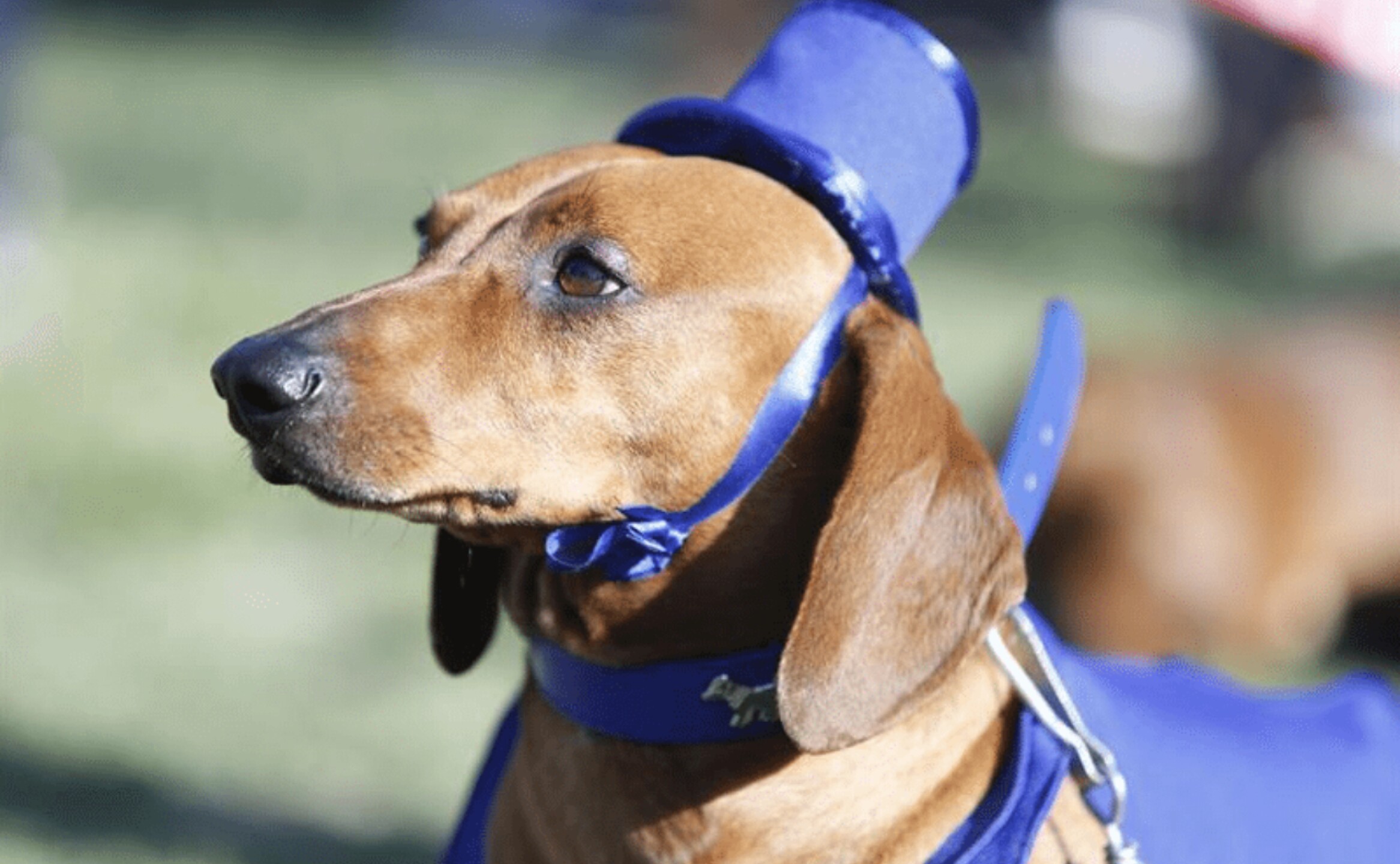 perros-salchicha-efe-1