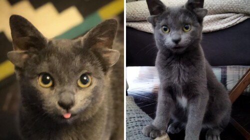 "Midas" la gatita de cuatro orejas