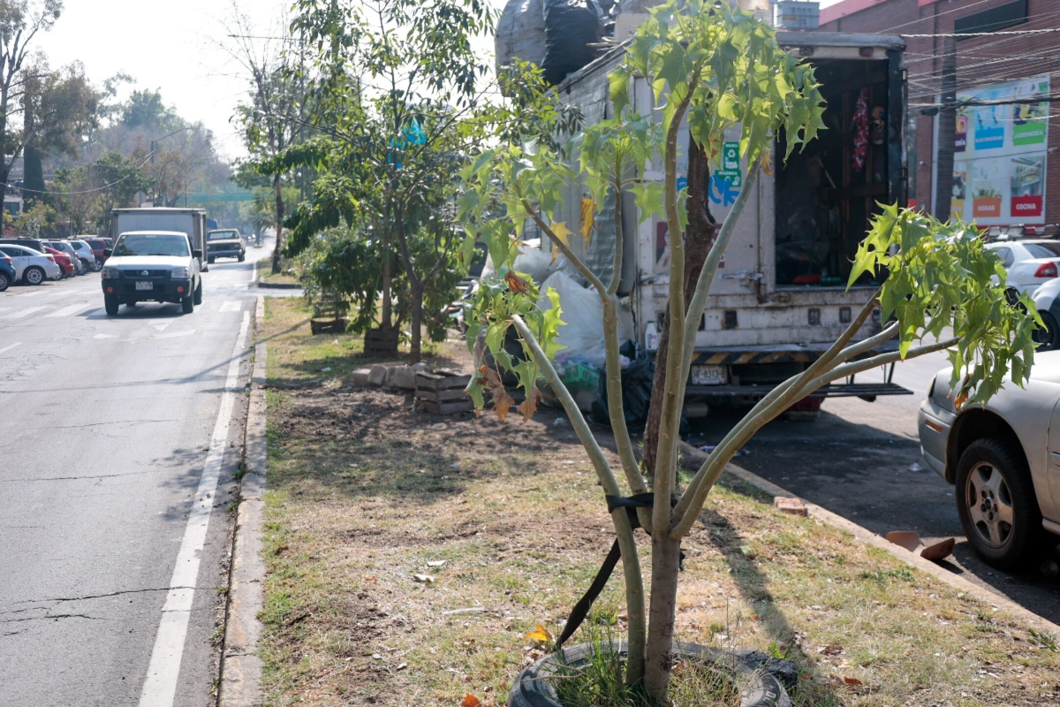 proyecto-reforestacion-cdmx-coapa