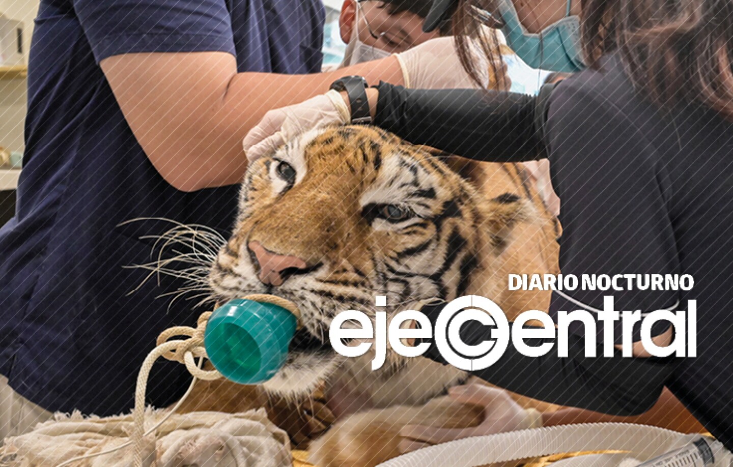 tráfico ilegal de tigres