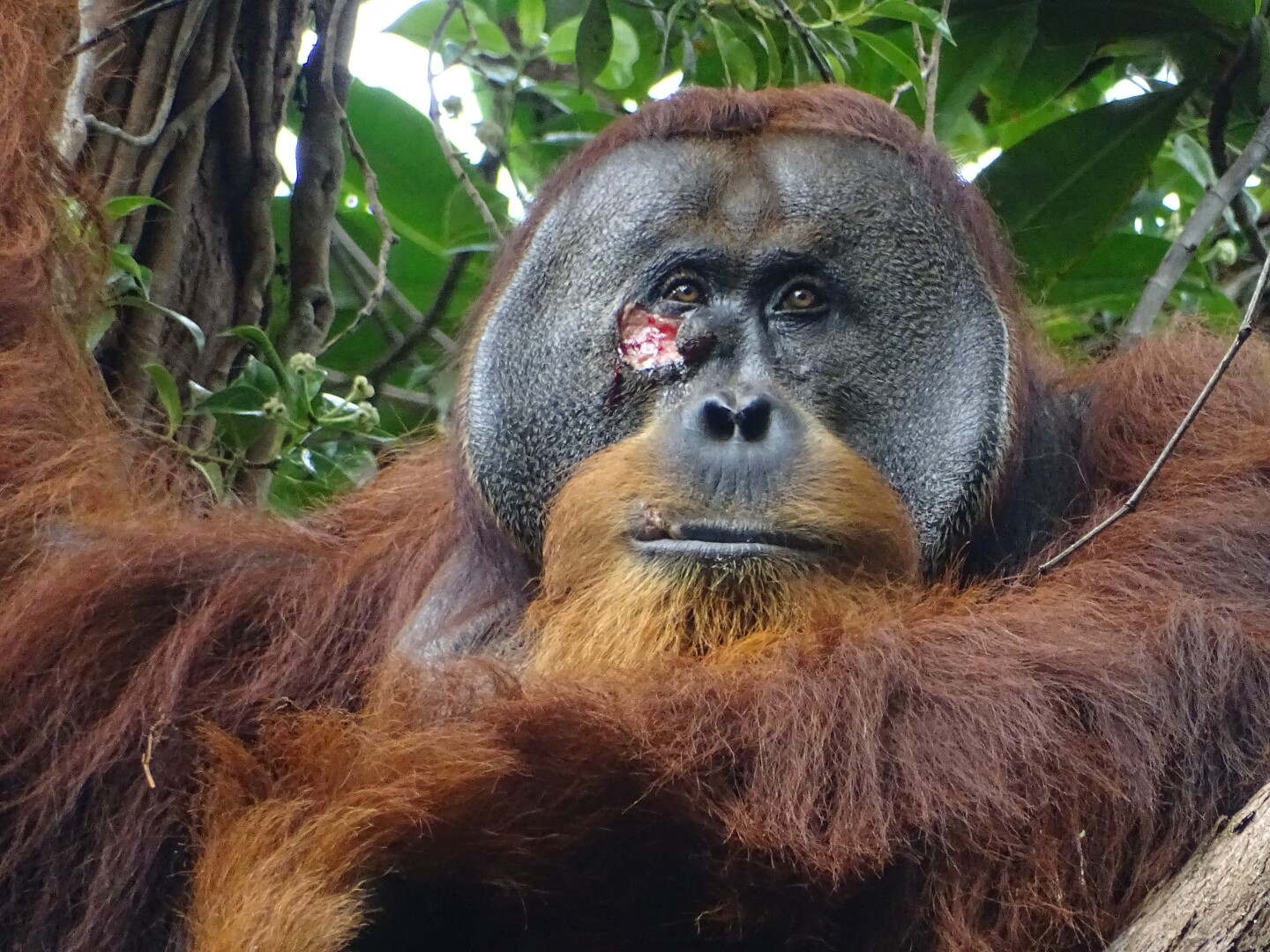 Orangután se automedica