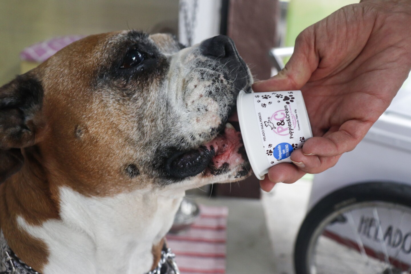 helado-para-perros-día-del-perro-lomitos-puppies-and-cream-3