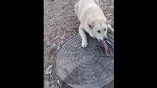 perro-lengua-pegada-alcantarilla-Rusia