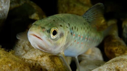 Peces adictos a la metanfetamina PORTADA