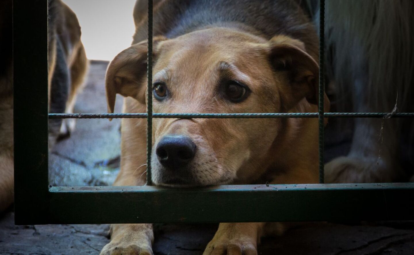 reforma amlo proteccion animal