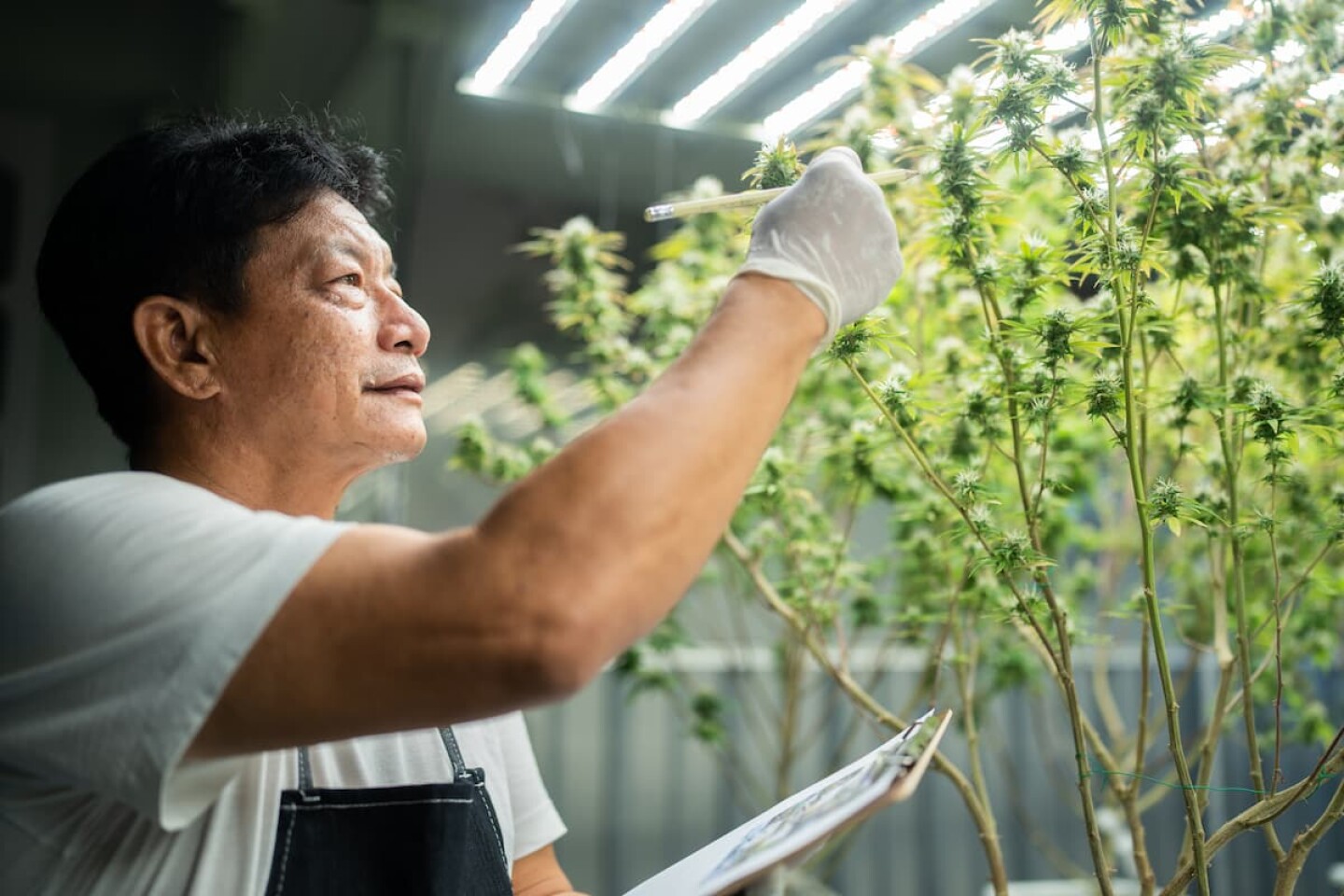 cannabis marihuana