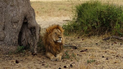 Un estudio muestra cómo los leones de Kenia se hacen más visibles para sus presas a medida que los elefantes rompen y comen las acacias sin que una especie de hormiga invasora se lo impida Foto Jan
