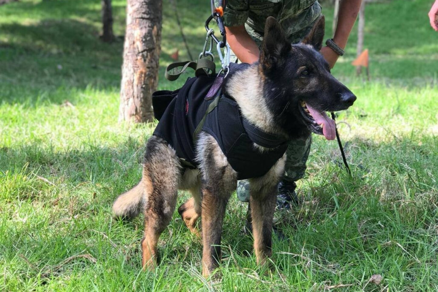 proteo-sedena-perros-rescatista-turquia-causa-de-muerte