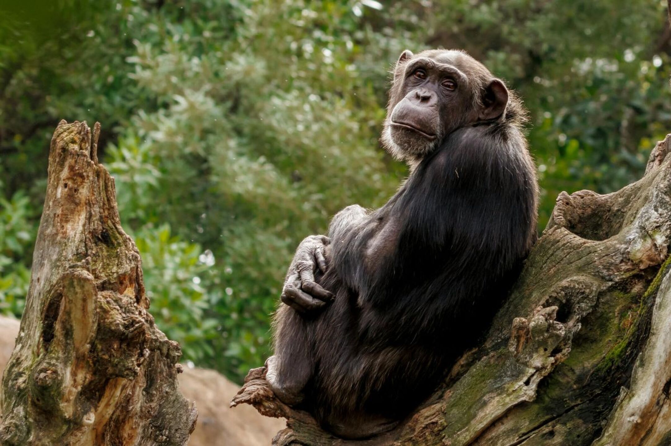 monos-borrachos-los-chimpances-beben-casi-medio-litro-de-cerveza-diariamente-revela-un-nuevo-estudio-cientifico