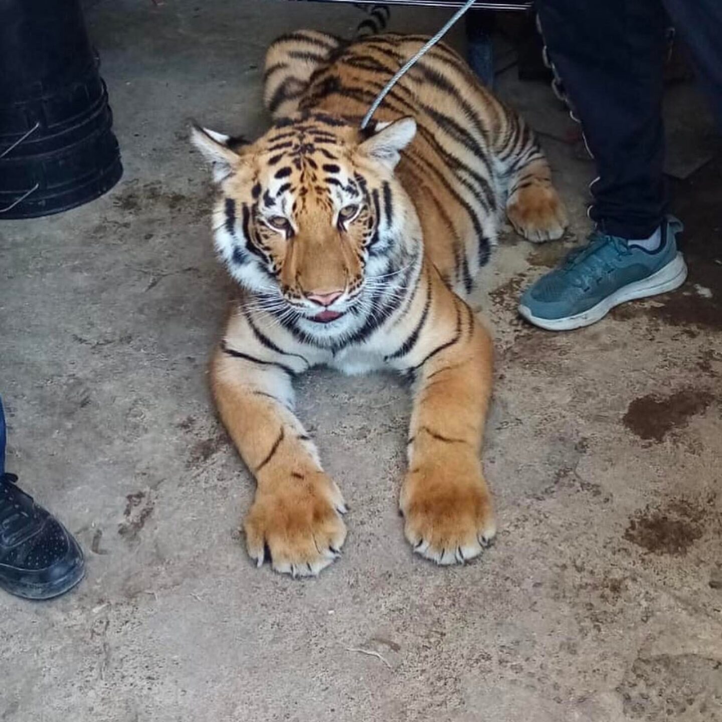 tigre-chimalhuacan-2-1280x1280