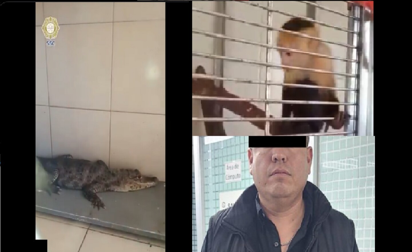 Animales exoticos en la CDMX.jpg