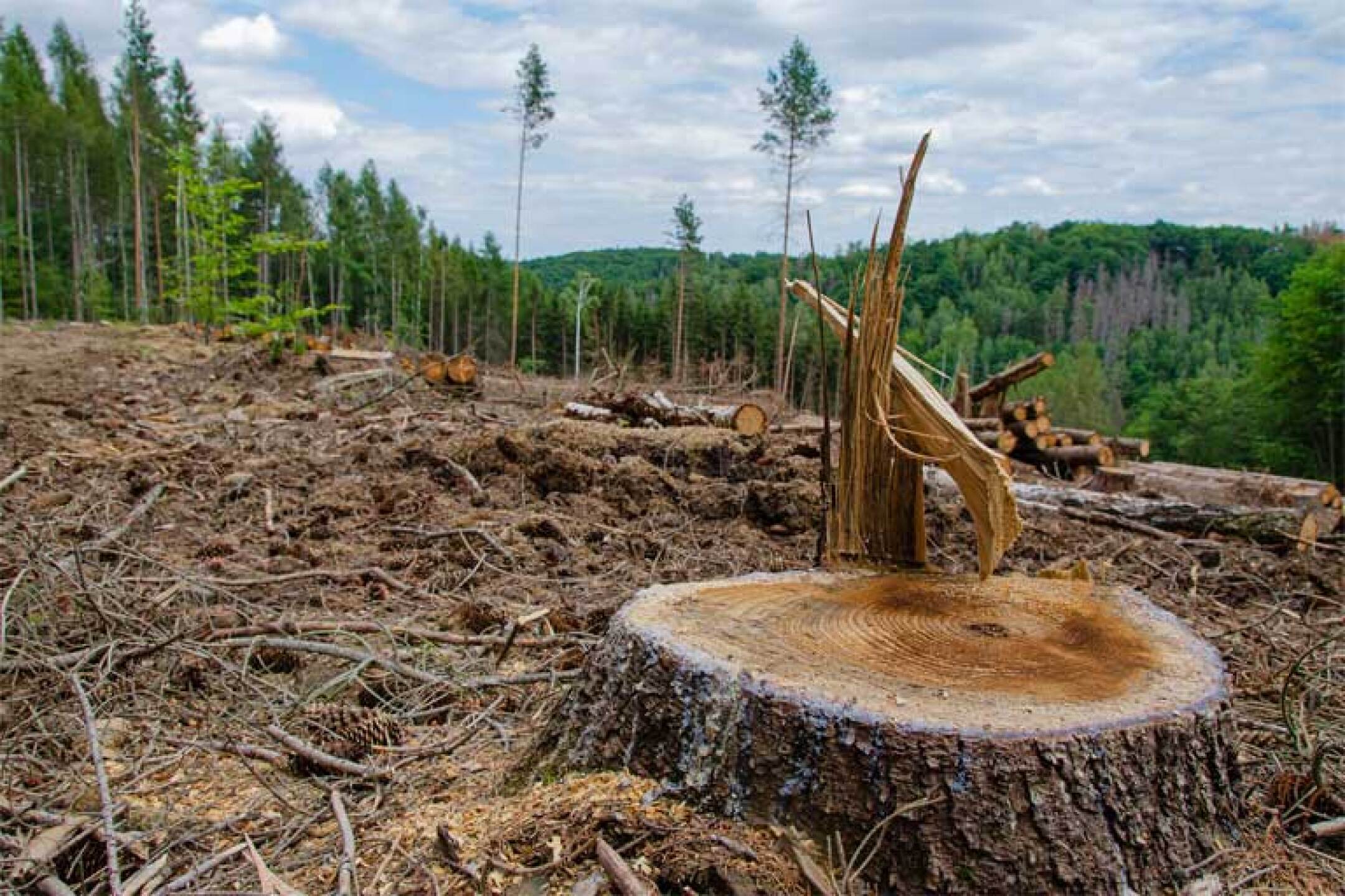 deforestacion