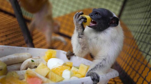 monos