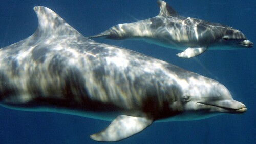 delfín delfines japón